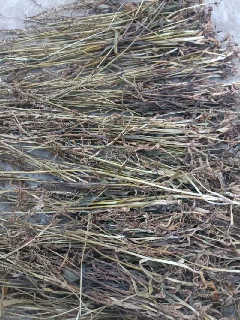 盘龙参，产地供应，一手货源