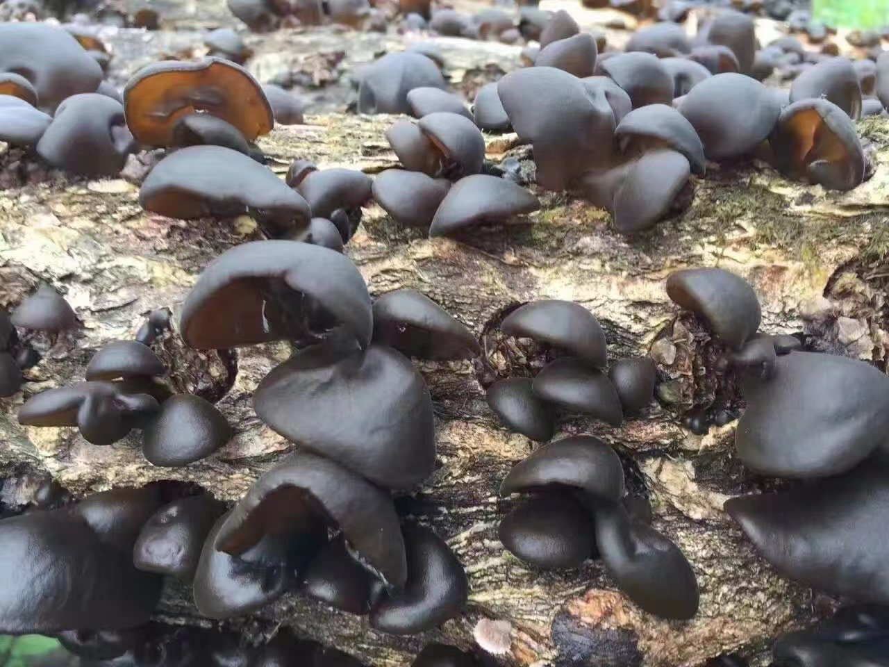 木耳品种对比图