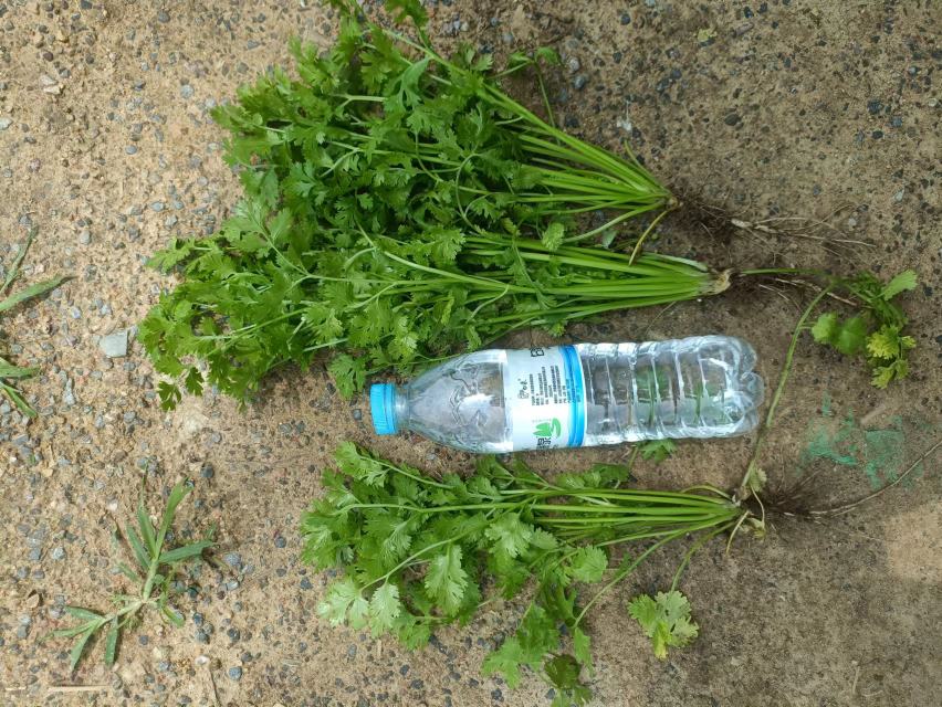 香菜插在玻璃瓶中保存的示意图