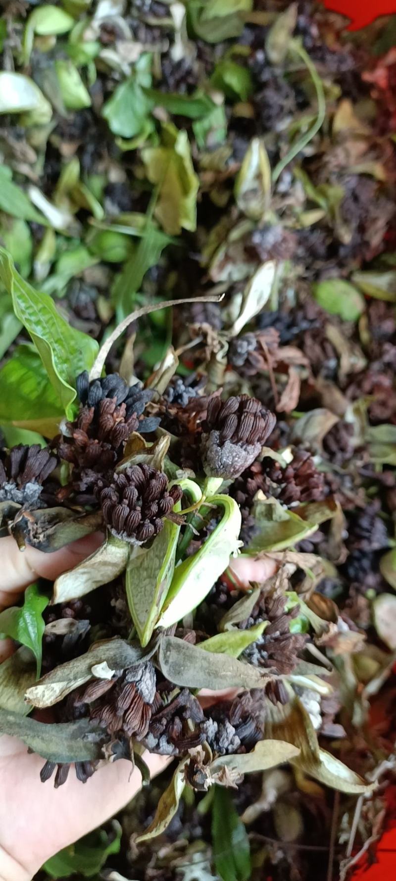 对叶百部种子出售，属于高产品种