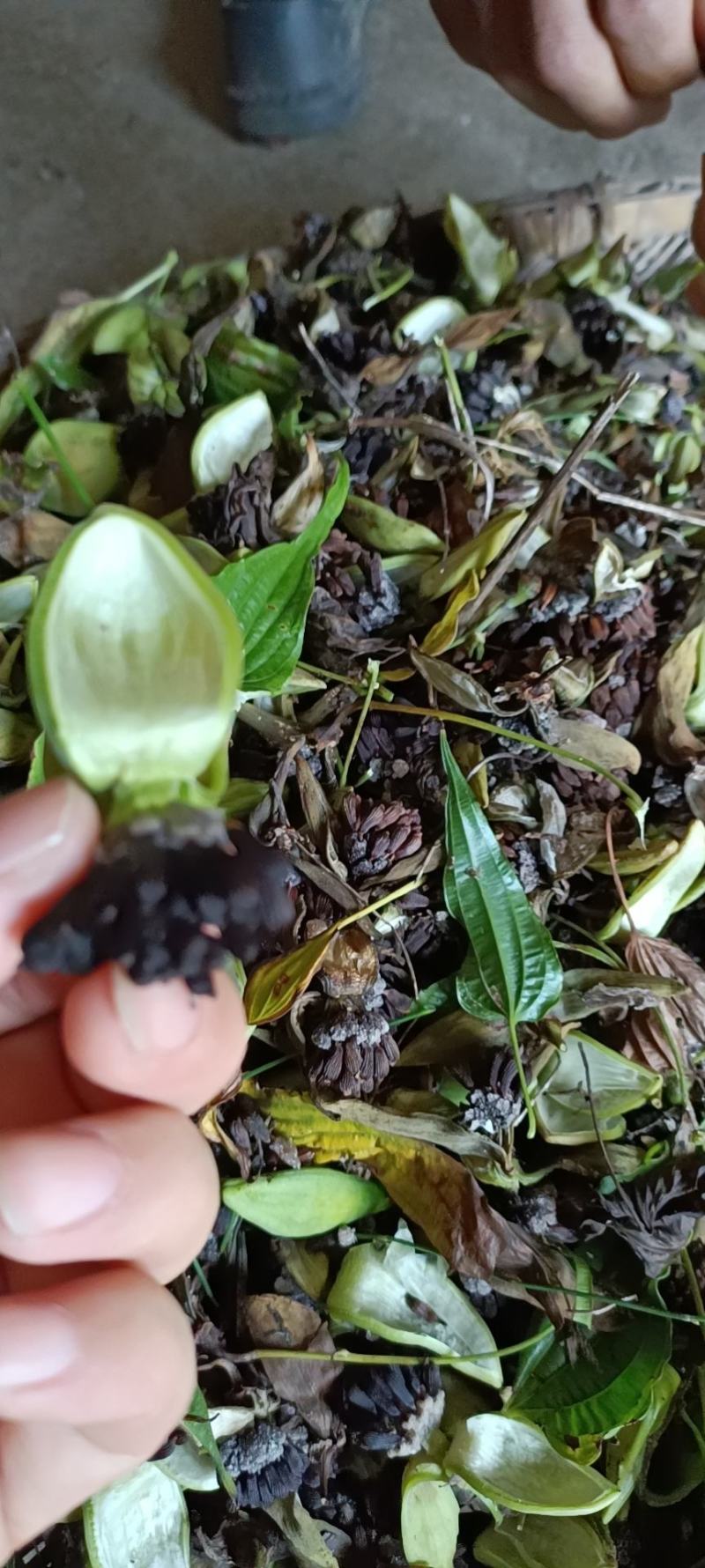对叶百部种子出售，属于高产品种
