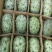 火参果.150元.一亩.包回收