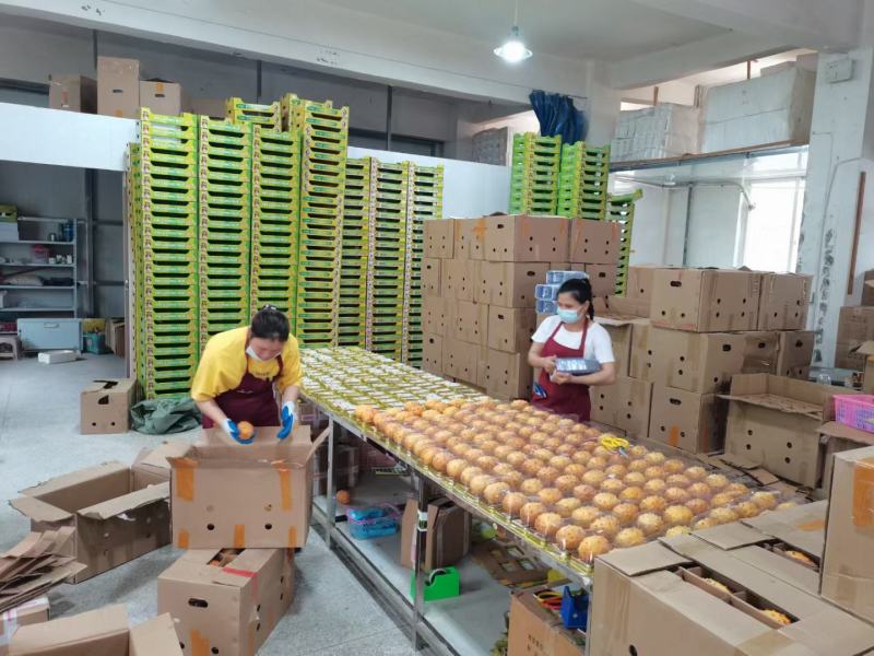火参果.150元.一亩.包回收