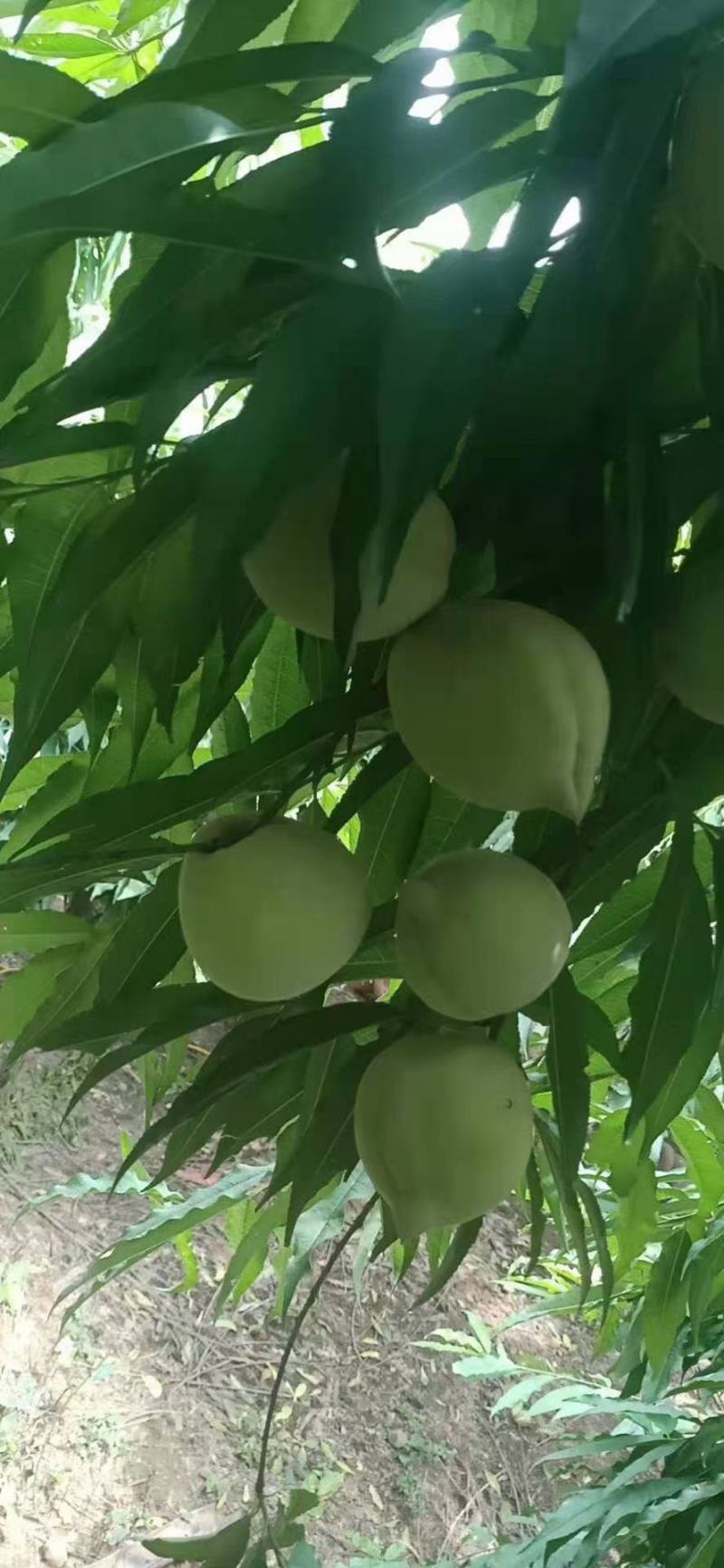 赣南鹰嘴桃货源充足全国发货质量保证，一件代发5斤包邮