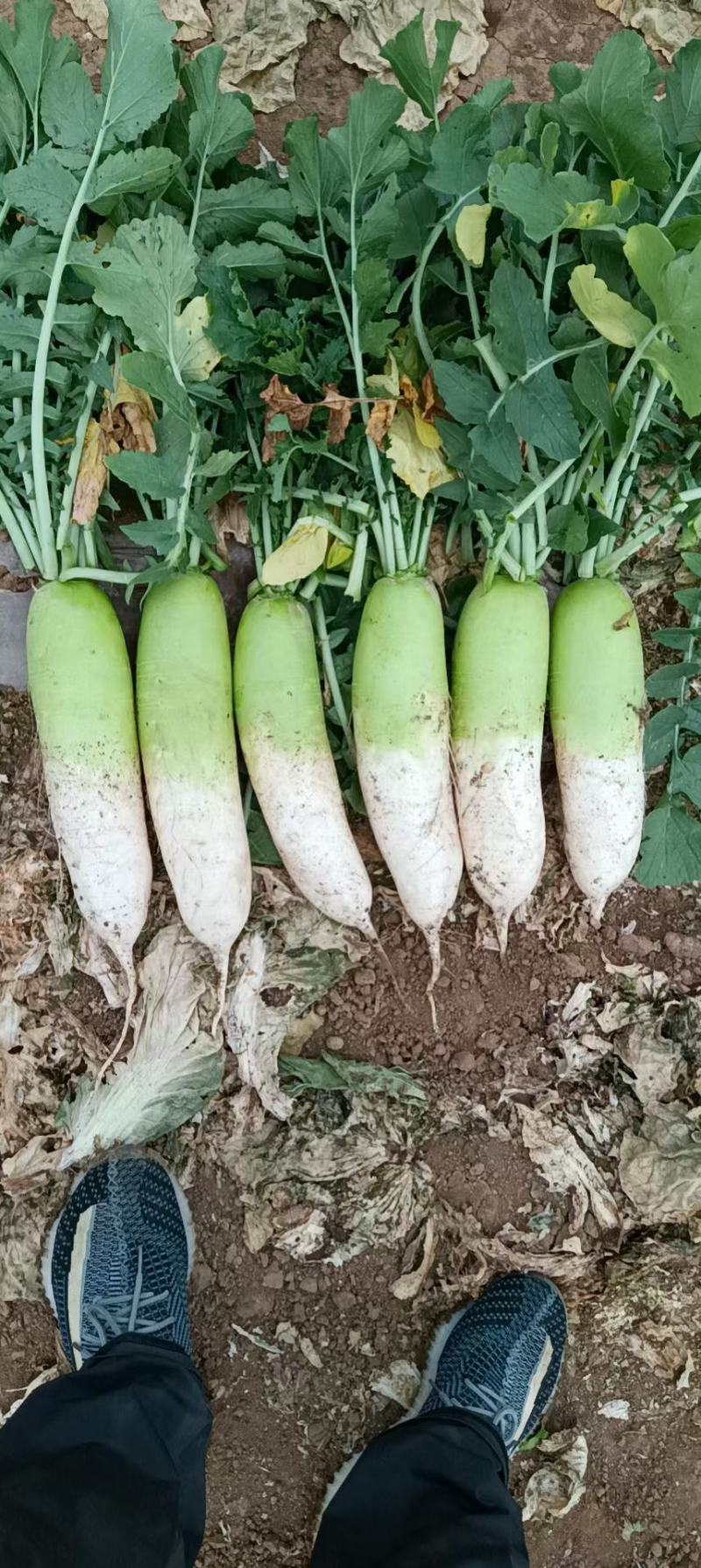 青头萝卜