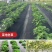防草布除草布果园果树遮草盖草农用切片打孔园艺地布单张裁米