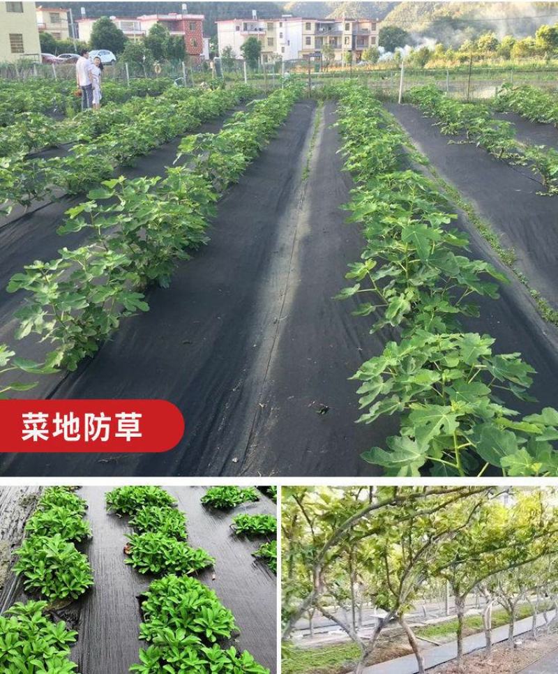 防草布除草布果园果树遮草盖草农用切片打孔园艺地布单张裁米