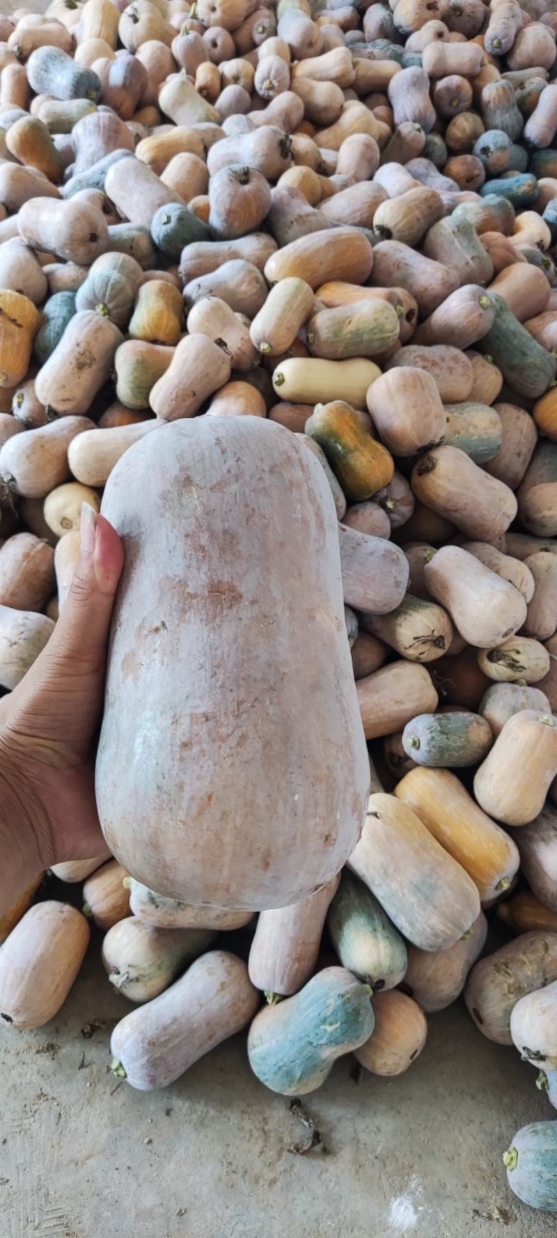 枕头南瓜，板栗南瓜，2-5斤，产地直供一手货源质量保证