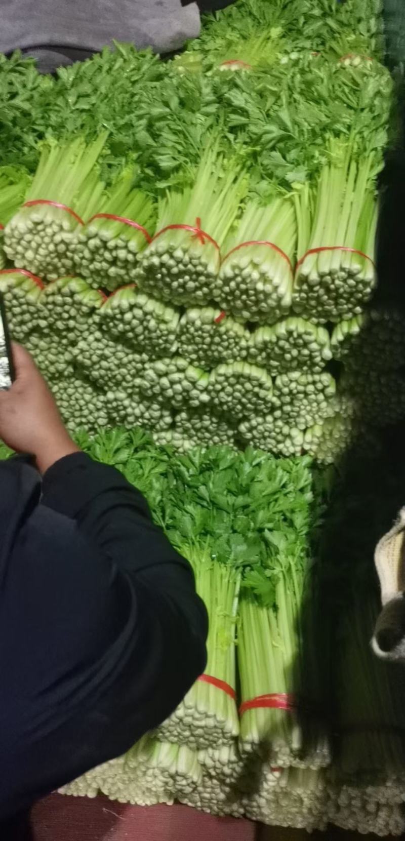 精品毛芹