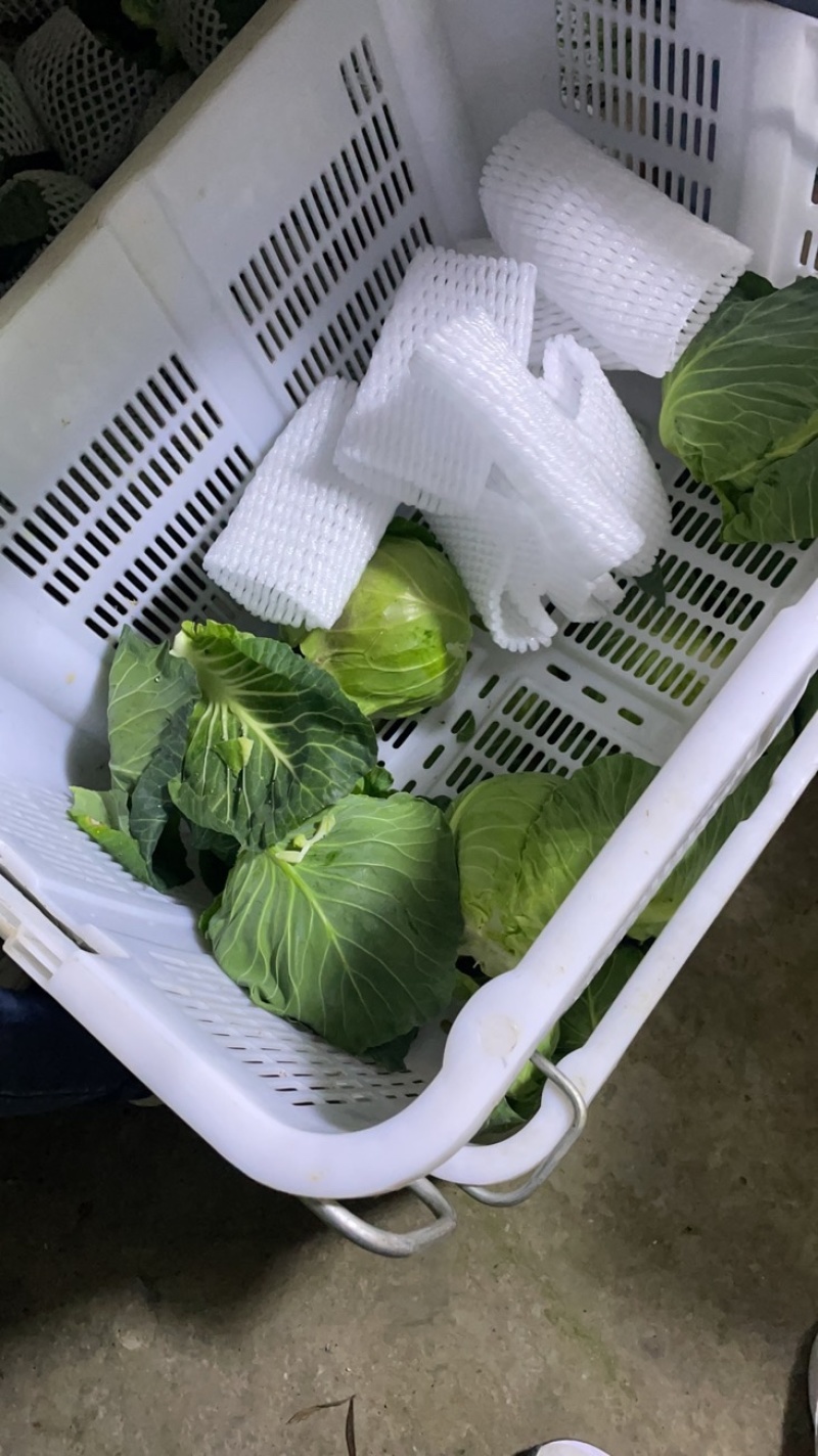 甘蓝