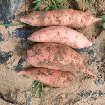 龙薯九，西瓜红，大量有货