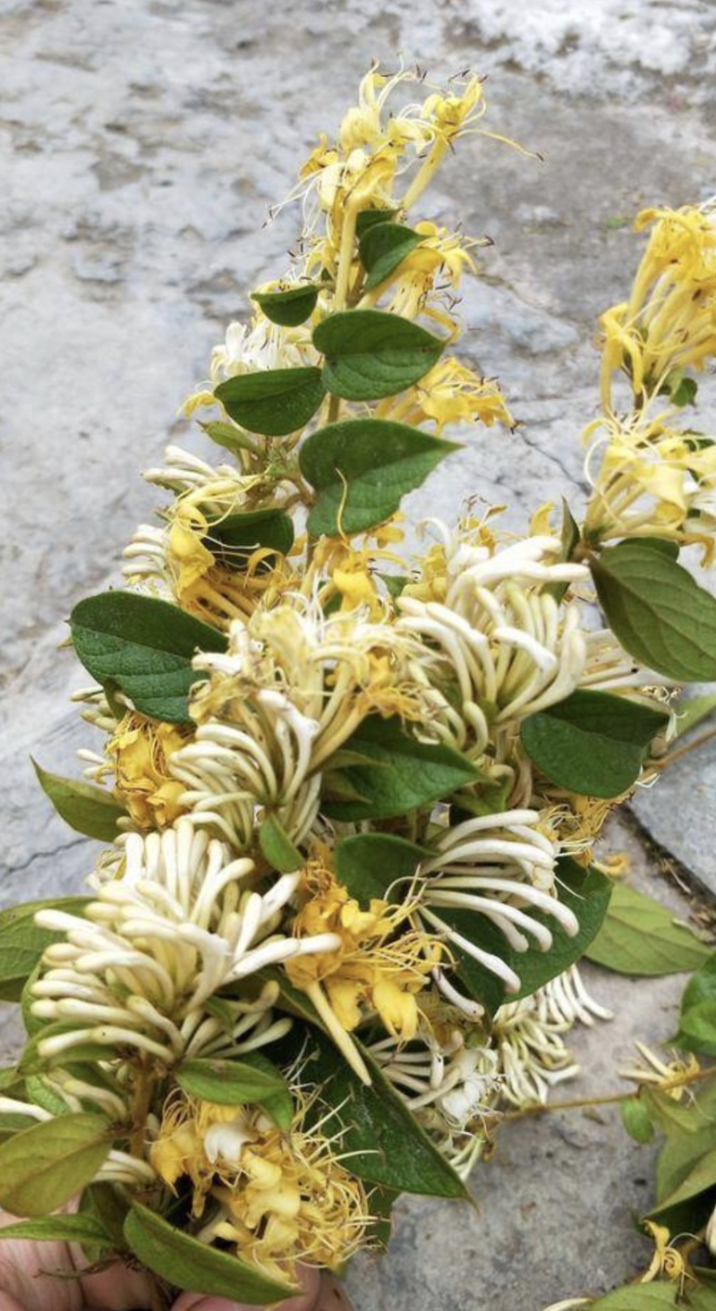 野生金银花味香浓纯花干货无枝无梗太阳晒干色泽好