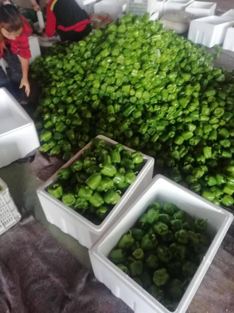 优质内黄圆椒现已大量上市！产地直发一手货源，可联系看货