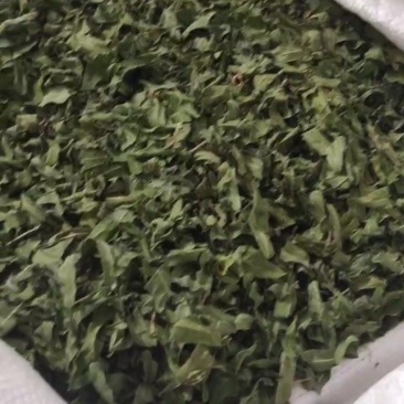罗布麻