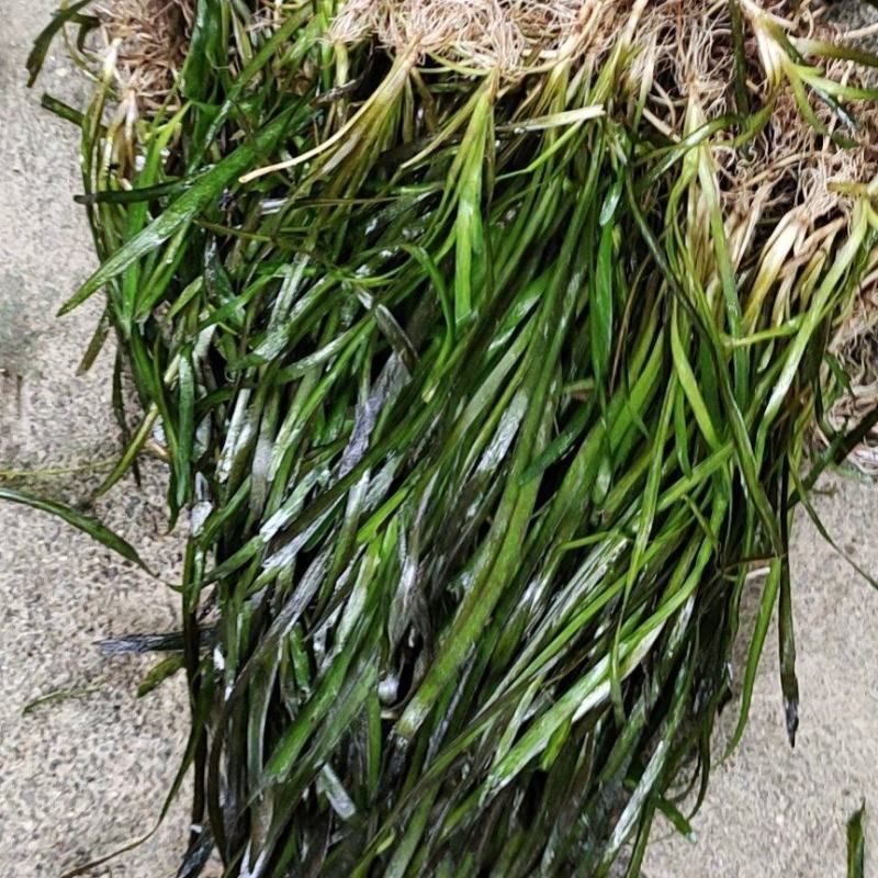 矮叶苦草