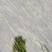 矮叶苦草
