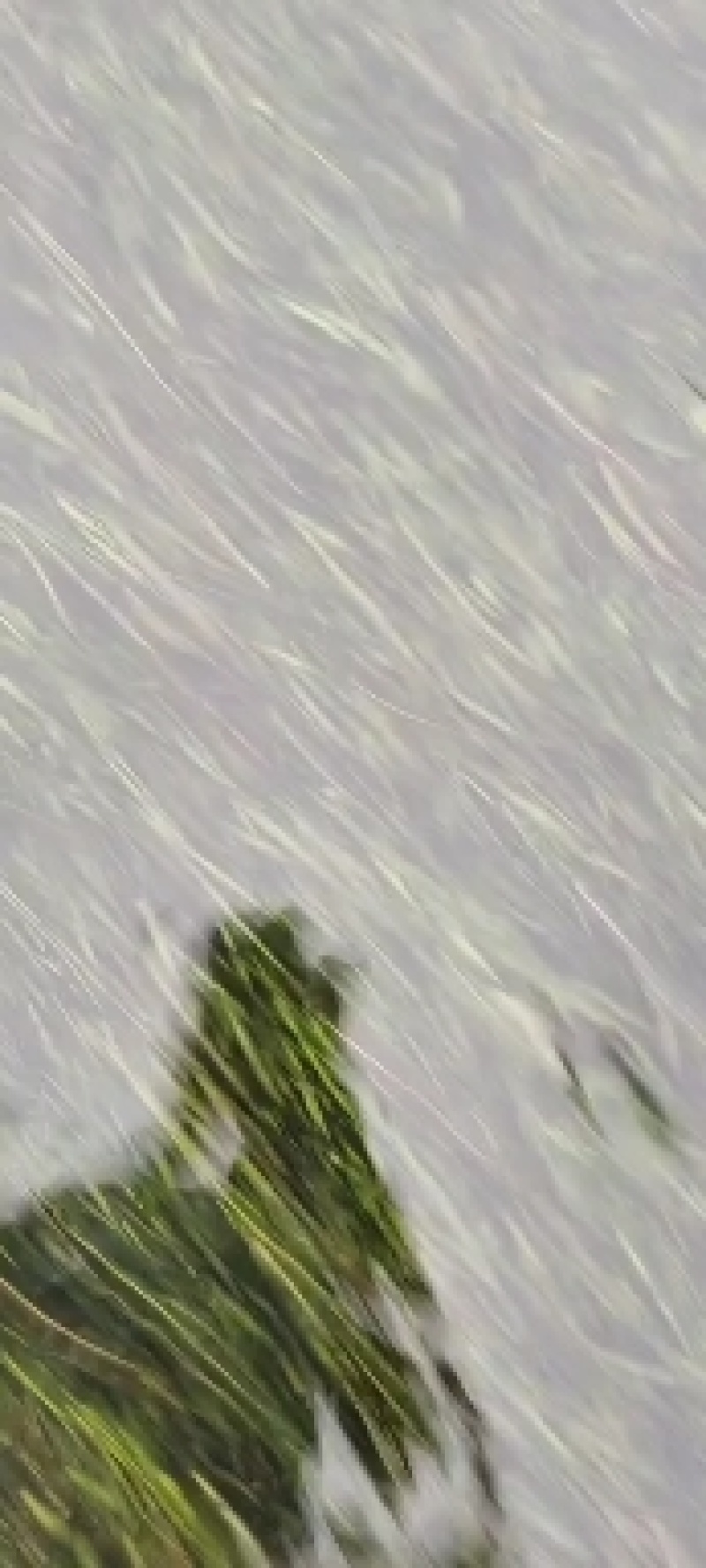 矮叶苦草