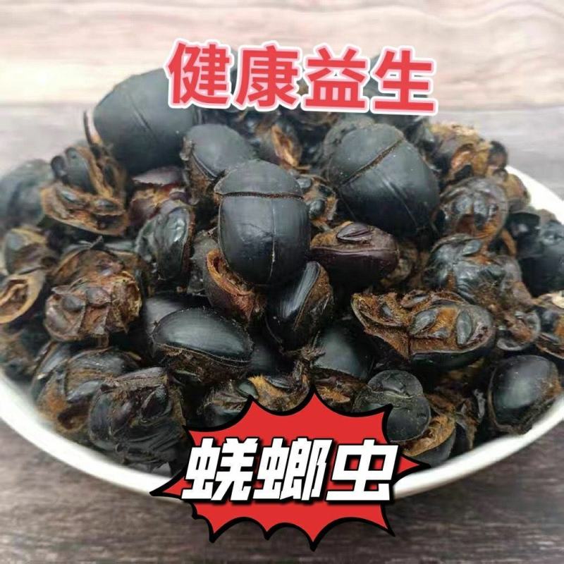 新货大将军中药材优质屎壳郎蜣螂虫推粪虫包邮清水