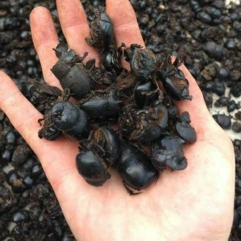 新货大将军中药材优质屎壳郎蜣螂虫推粪虫包邮清水
