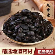 中药材九香虫大九香虫黑兜虫打屁虫臭大姐
