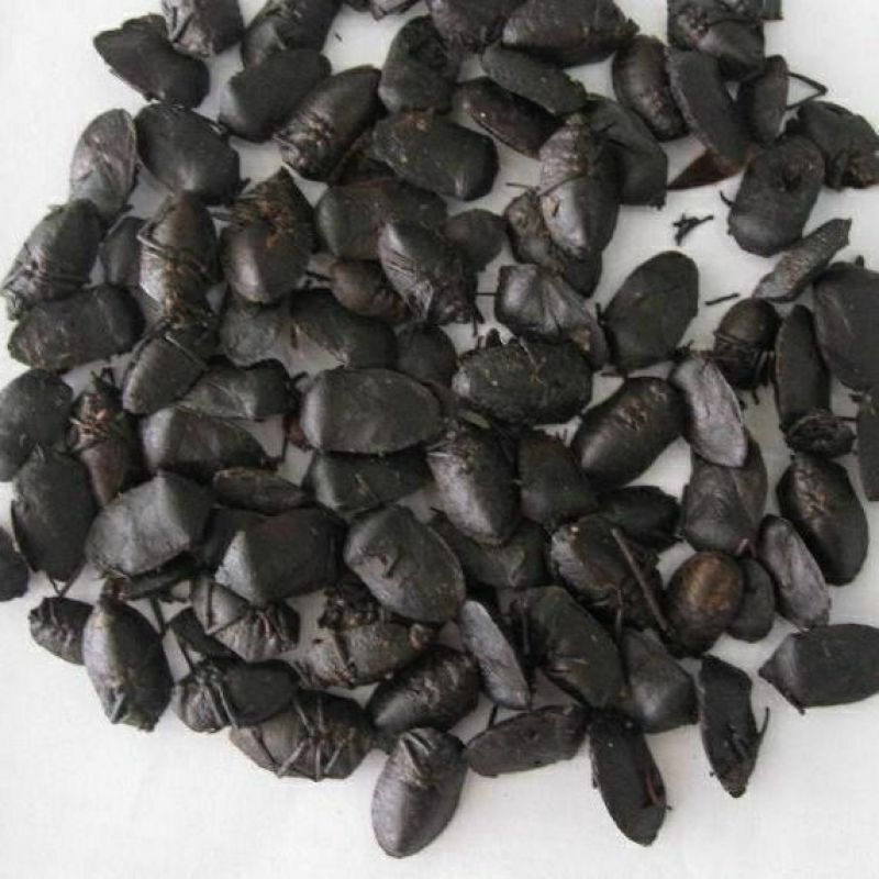中药材九香虫大九香虫黑兜虫打屁虫臭大姐