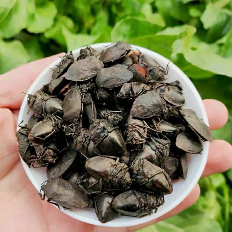 中药材九香虫大九香虫黑兜虫打屁虫臭大姐