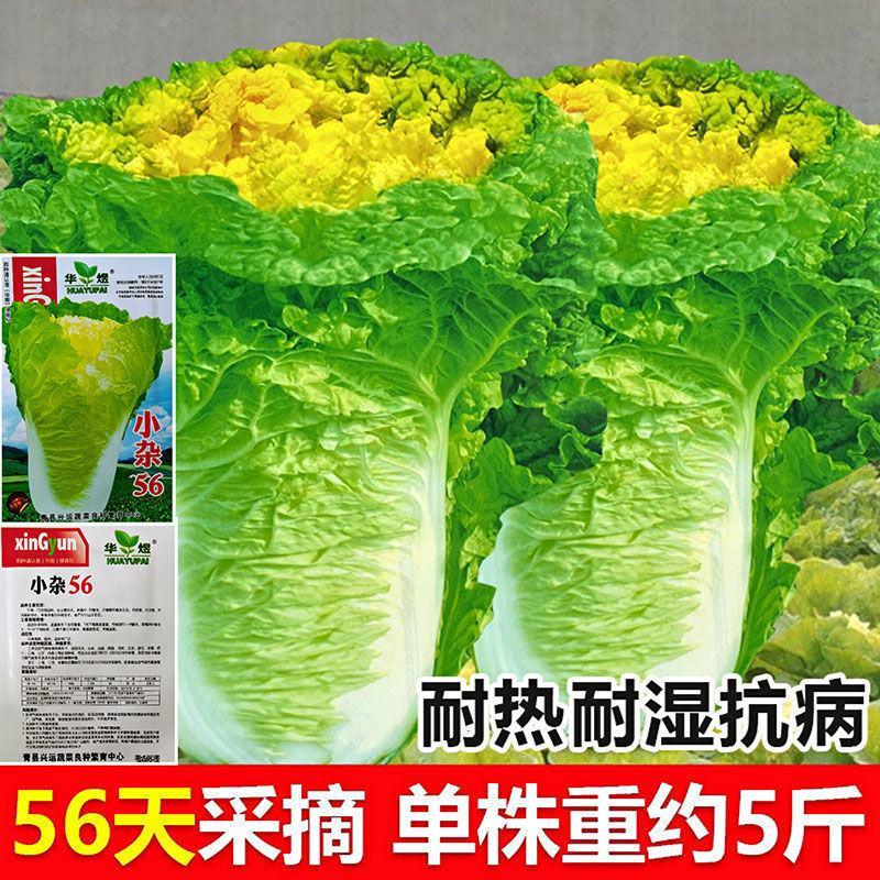 北京小杂56白菜种籽高产早熟黄心包心大白菜种子抗病耐热蔬