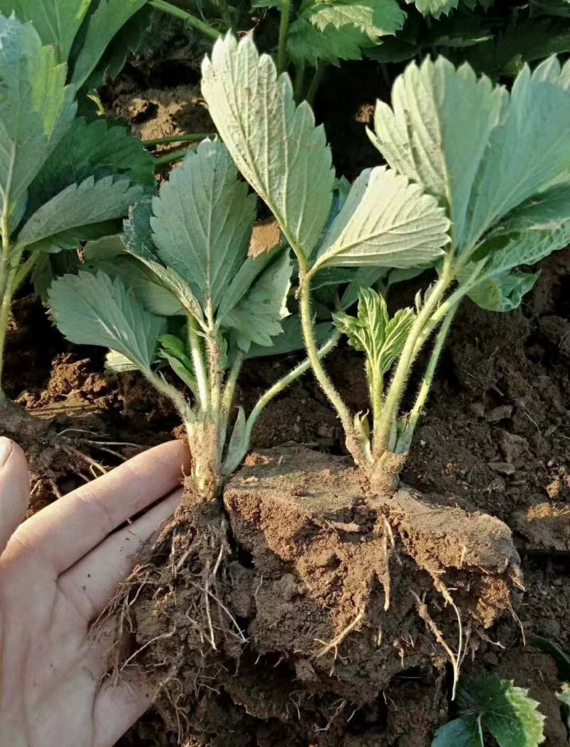 香野草莓苗隋珠隋珠草莓苗提供技术可签订合同现地起苗
