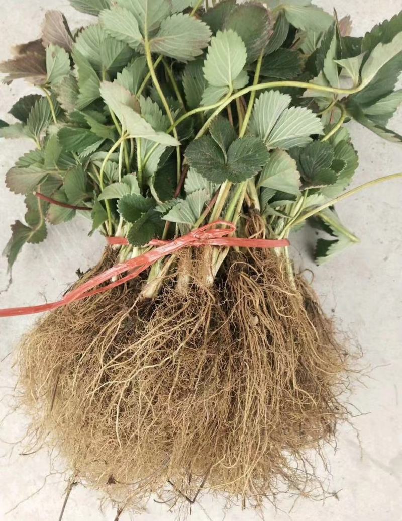 香野草莓苗隋珠隋珠草莓苗提供技术可签订合同现地起苗