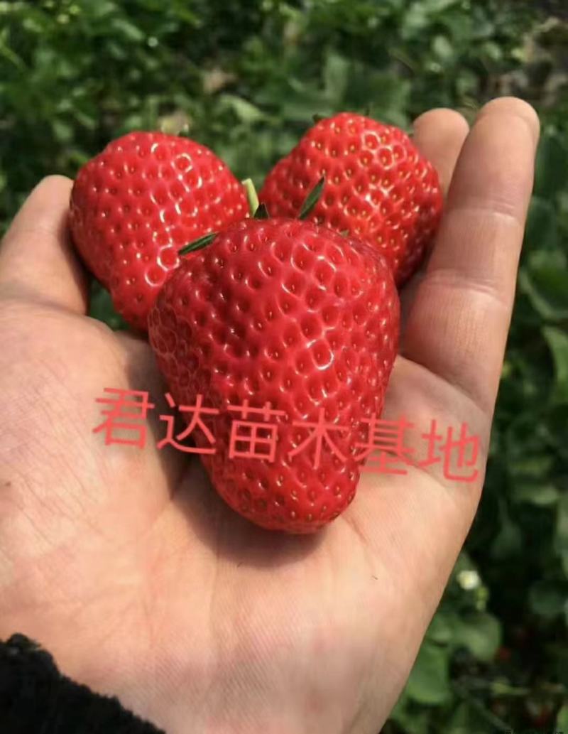 香野草莓苗隋珠隋珠草莓苗提供技术可签订合同现地起苗