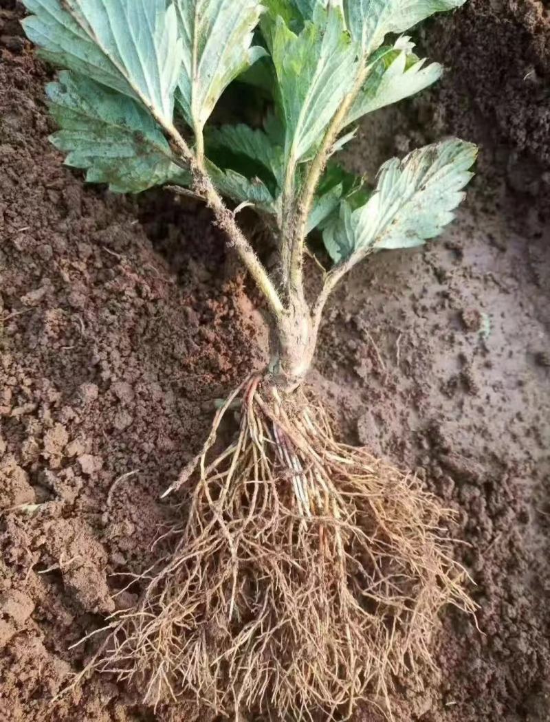 香野草莓苗隋珠隋珠草莓苗提供技术可签订合同现地起苗