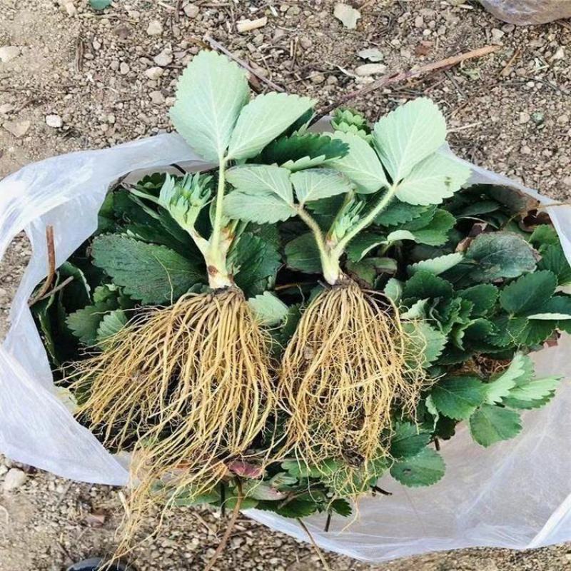 香野草莓苗隋珠隋珠草莓苗提供技术可签订合同现地起苗