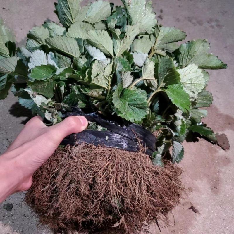 香野草莓苗隋珠隋珠草莓苗提供技术可签订合同现地起苗