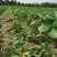 香野草莓苗隋珠隋珠草莓苗提供技术可签订合同现地起苗