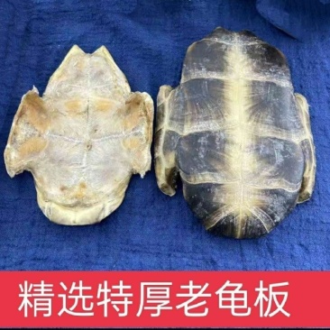 中药材龟板生龟板龟下板干龟板龟下盖正品龟板