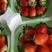 天仙醉草莓苗文集草莓专业草莓种植，定苗免费提供草莓种植技