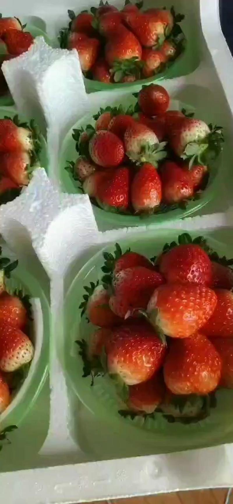 天仙醉草莓苗文集草莓专业草莓种植，定苗免费提供草莓种植技