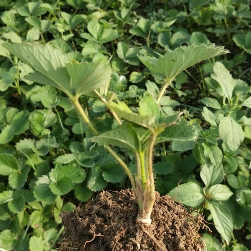 天仙醉草莓苗文集草莓专业草莓种植，定苗免费提供草莓种植技