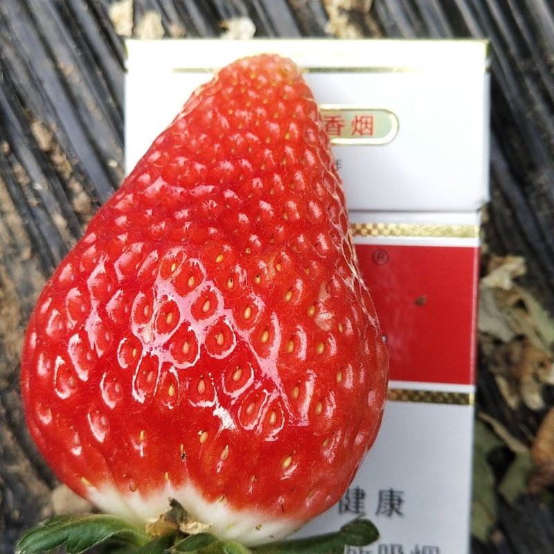 天仙醉草莓苗文集草莓专业草莓种植，定苗免费提供草莓种植技