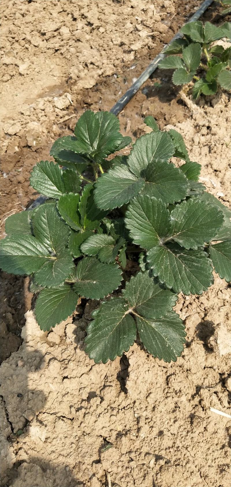 天仙醉草莓苗文集草莓专业草莓种植，定苗免费提供草莓种植技