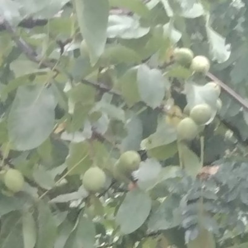 核桃