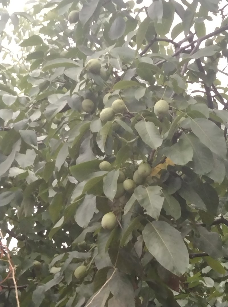 核桃