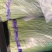 寿光韭苔大量上市，电商，微商可供。