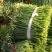 寿光韭苔大量上市，电商，微商可供。