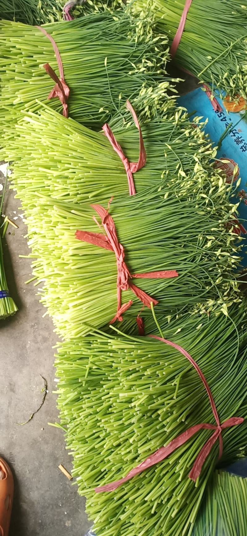 寿光韭苔大量上市，电商，微商可供。
