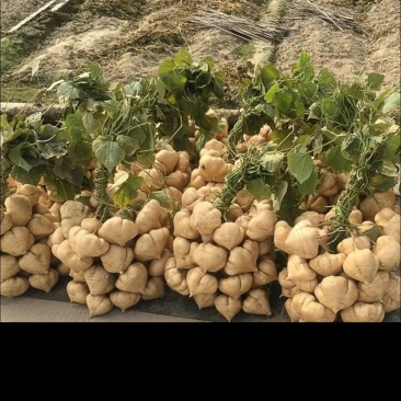 贵州安顺镇宁黄果树大烈山地萝卜凉署