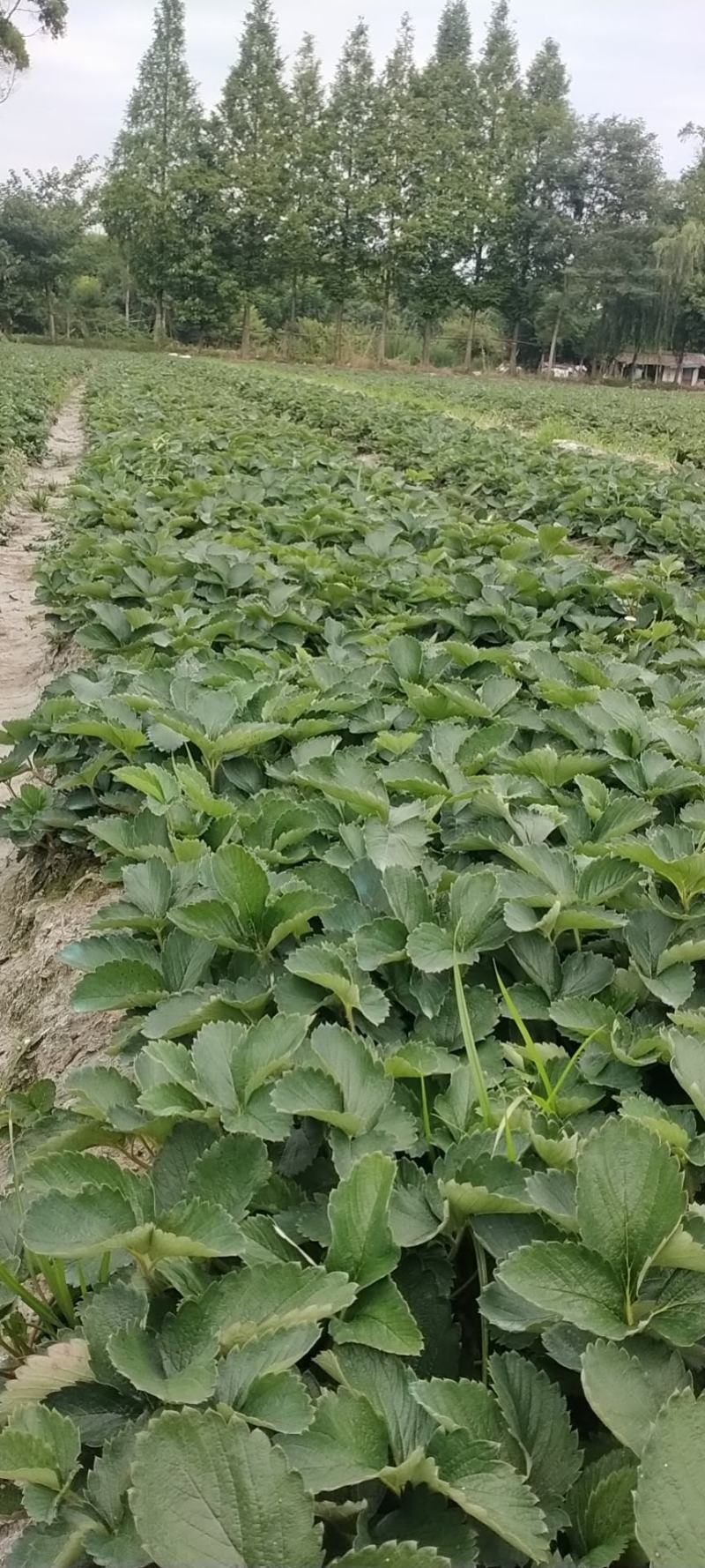 大叶红颜草莓苗