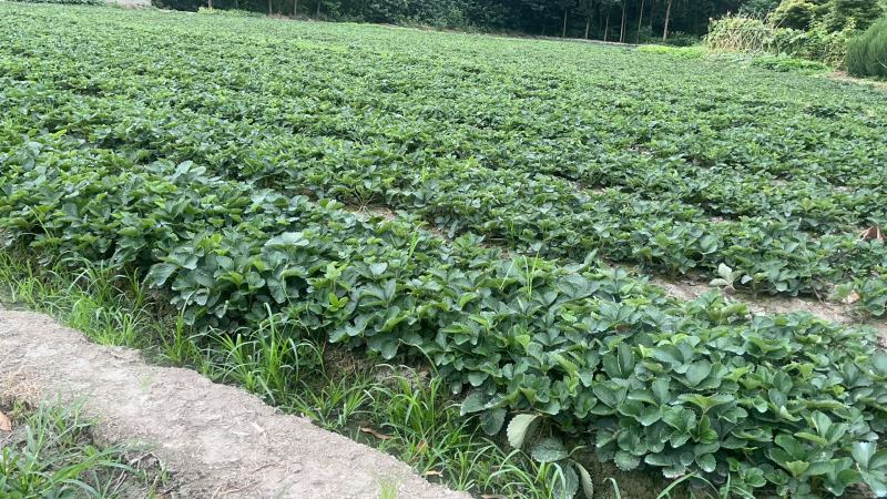 大叶红颜草莓苗