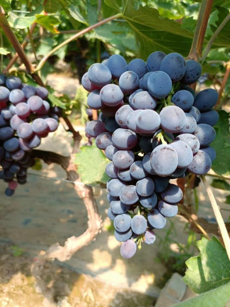 大量供应各种档次京亚葡萄，货源充足，价格美丽！！