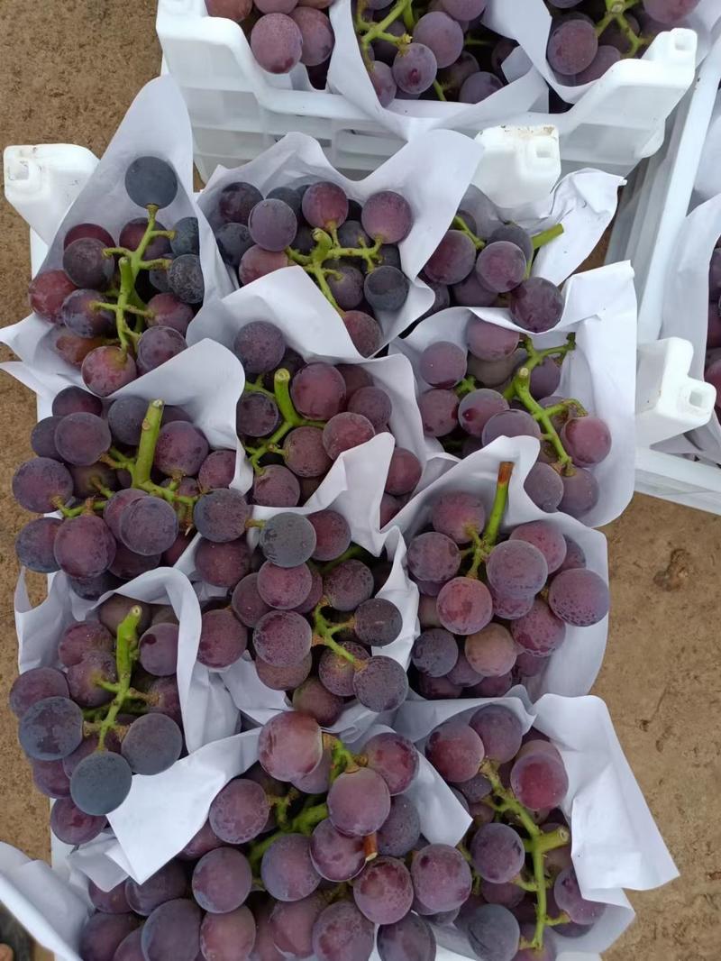 大量供应各种档次京亚葡萄，货源充足，价格美丽！！